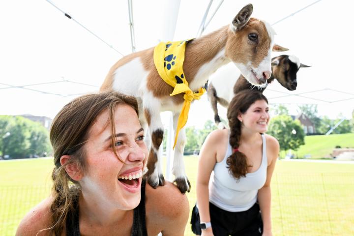 Students participating in goat yoga